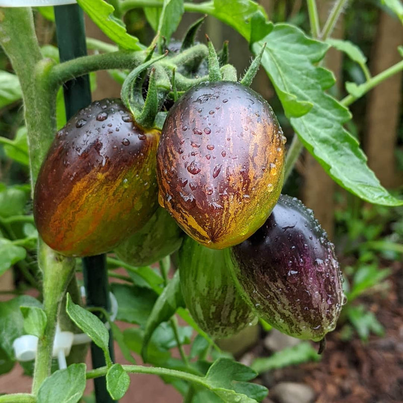 Semillas de tomate Atomic: ideales para plantar