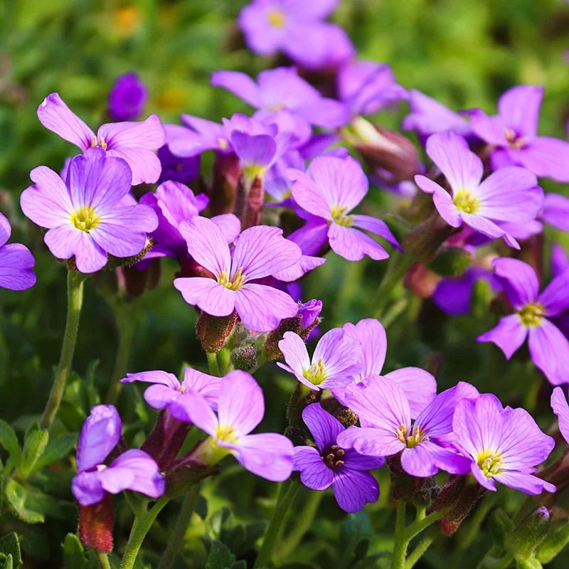 Aubrieta cascade samen for anpflanzung