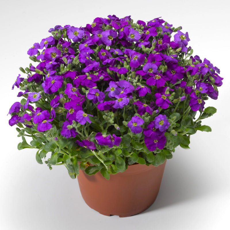 Blau aubrieta samen for anpflanzung
