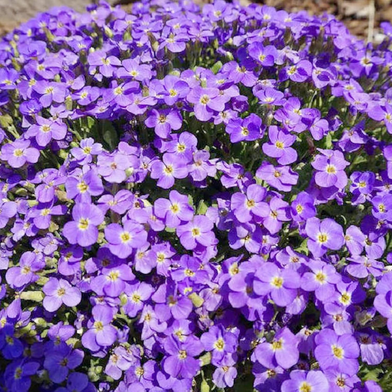 Aubrieta-berro-de-roca-samen