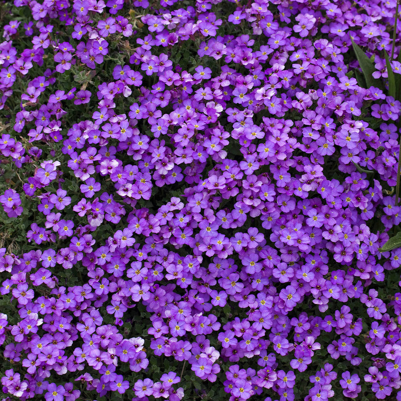 Semillas de flores de Aubrieta para siembra, flores brillantes, variedad tradicional y sin ingeniería genética, semillas para el jardín doméstico