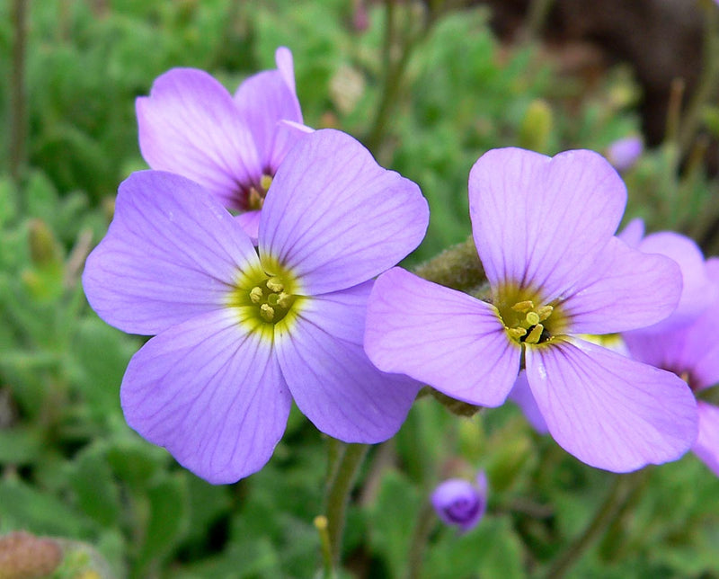Aubretia deltoides blume samen for anpflanzung - garten favorite, heirloom & gmo free samen for home garten
sale samen for home garten