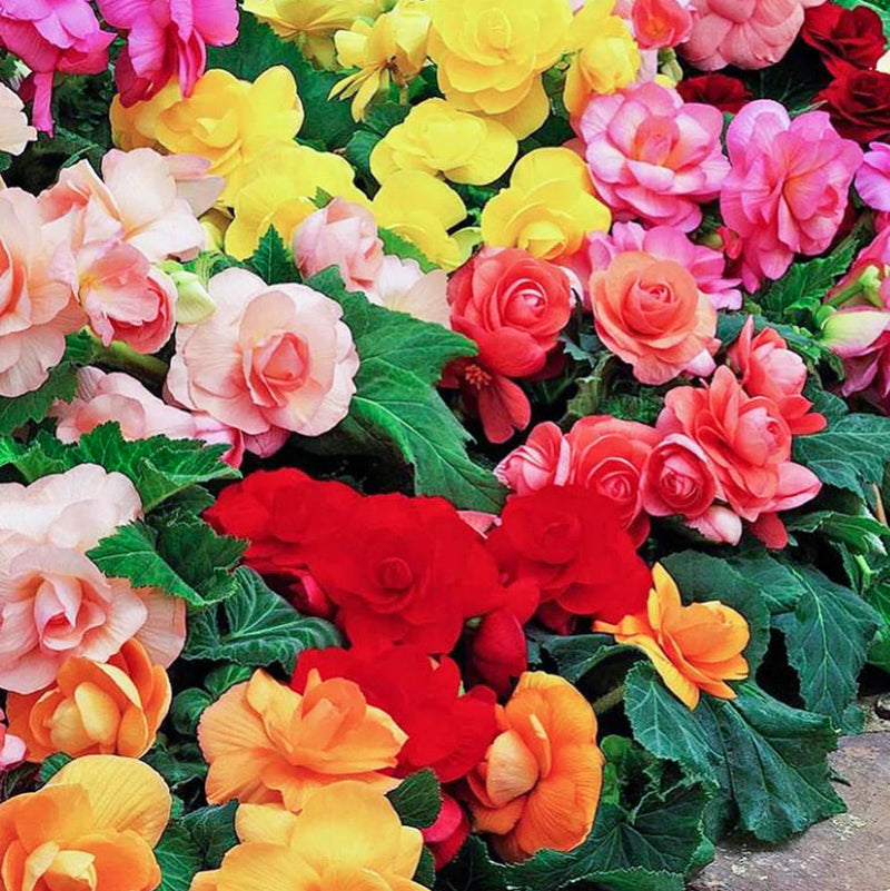 Semillas de flores de begonia Rieger para siembra, tolerante a la sequía, variedad tradicional y sin ingeniería genética, semillas para jardín doméstico