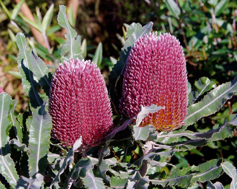 Graines de fleurs roses de Banksia à semer – mélange de fleurs sauvages – variété traditionnelle et sans OGM, graines pour jardin familial
