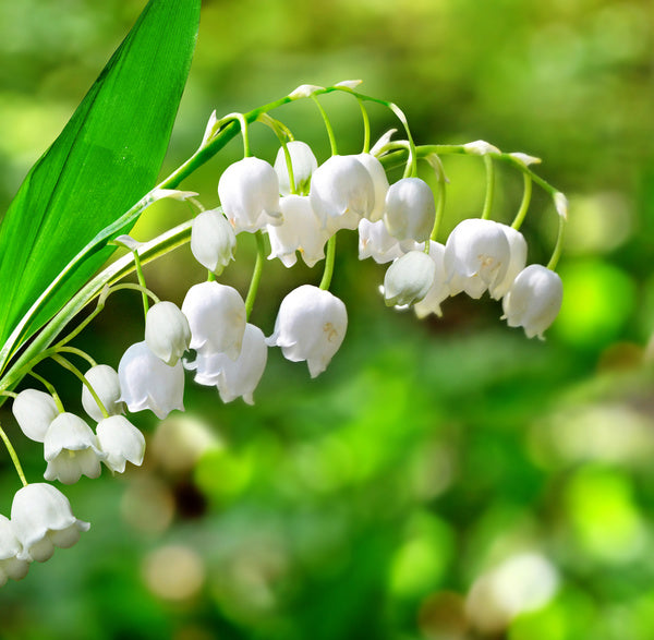 Mélange de graines d’orchidées clochettes à semer – mélange de fleurs éclatantes