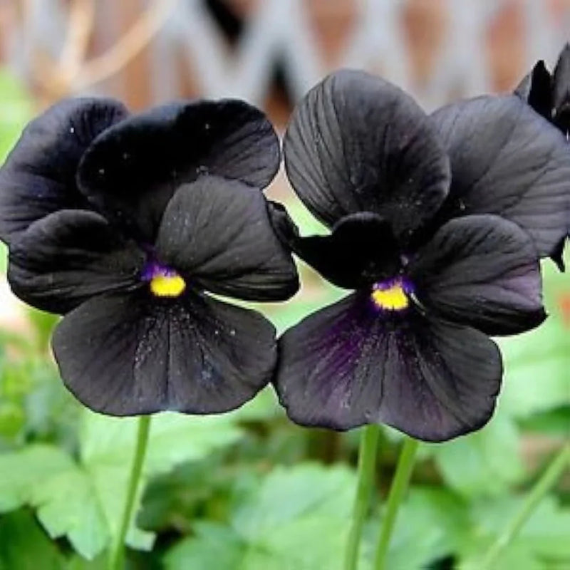 Schwarz viola samen for anpflanzung