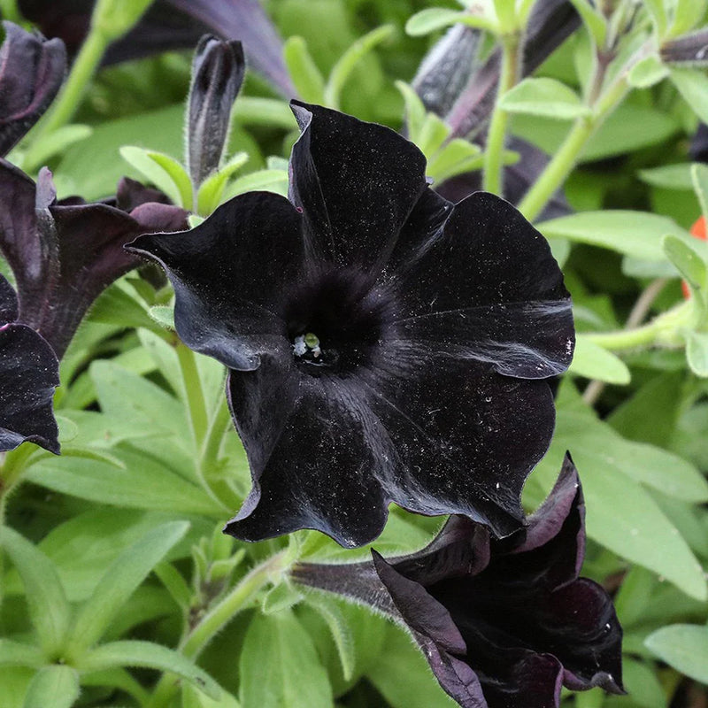 Non gmo schwarz velvet samen
