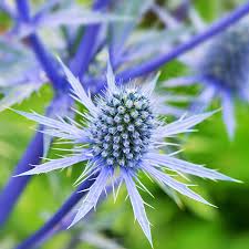 Blau eryngium planum blume samen for anpflanzung
