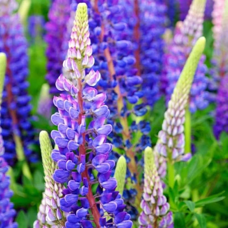 Ornamental blau lupine flowering pflanze