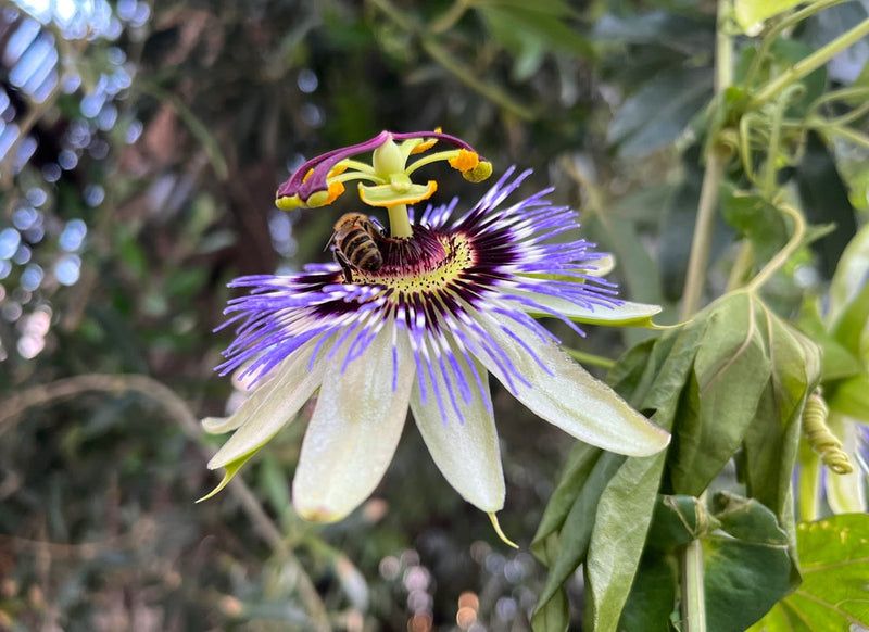 Passionflower blume samen for anpflanzung - drought tolerant, heirloom & gmo free samen for home garten
sale for anpflanzung in home garten