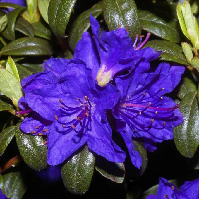 Rhododendron violet flowering samen for anpflanzung blume