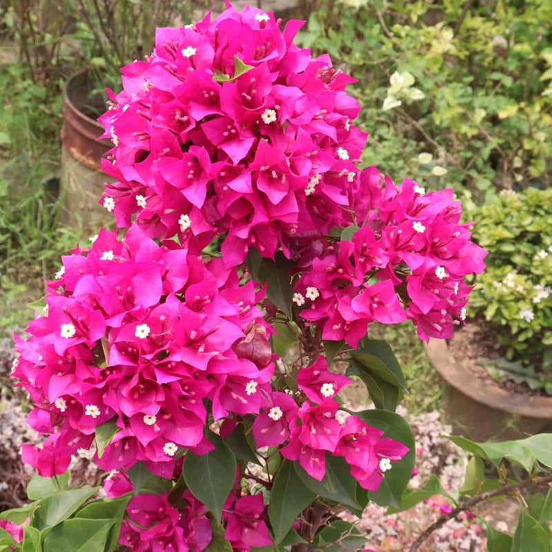 Rosa bougainvillea samen for anpflanzung