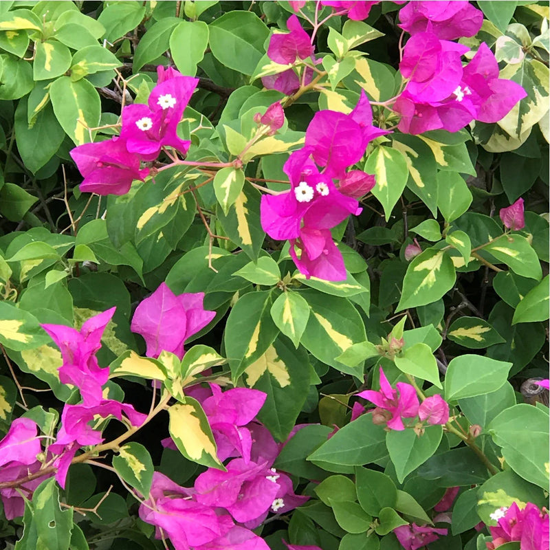 Semillas de flores de Buganvilla para sembrar, respetuosas con los polinizadores, variedad tradicional y sin ingeniería genética, semillas para el jardín doméstico