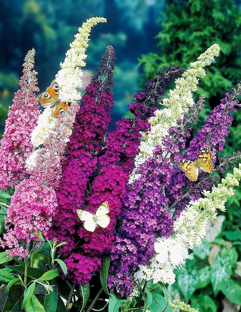 Buddleia davidii samen for anpflanzung