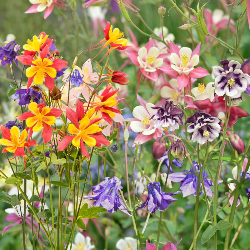 Semillas de flores de aquilegia «Columbine» para sembrar, de colores brillantes, variedad tradicional y sin organismos modificados genéticamente, semillas para jardín doméstico