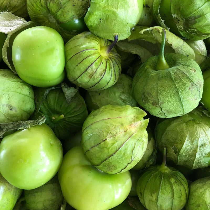 Semillas de tomate mexicano tradicional Solanum lycopersicum para plantar en huertos de verduras