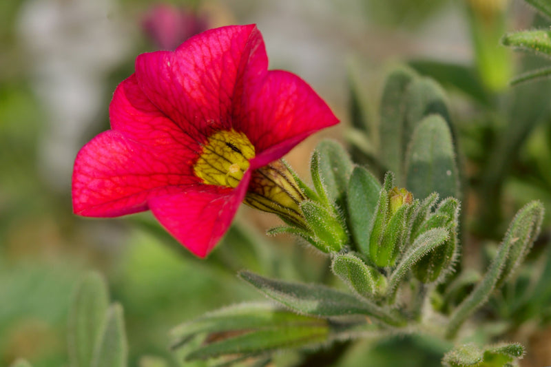 Semillas de calibrachoa roja – variedad tradicional sin transgénicos, flores colgantes para cestas y jardines