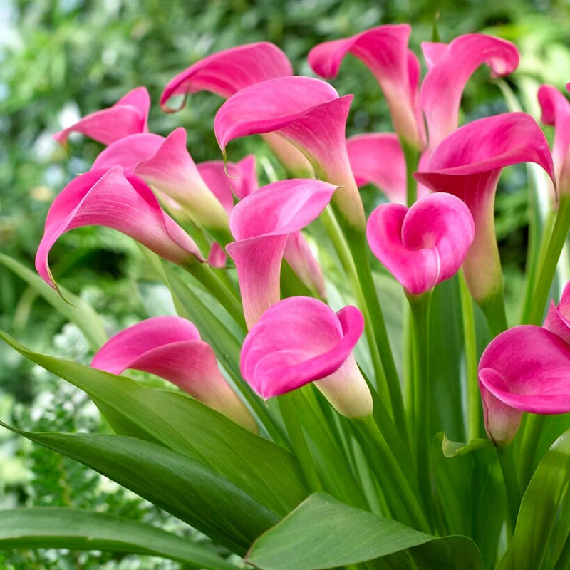 Heirloom (heirloom zantedeschia) samen for anpflanzung in home garten