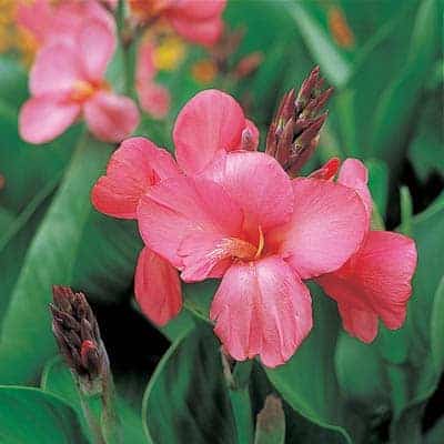 Semillas de canna rosa para siembra, respetuosa con los polinizadores, variedad tradicional y sin transgénicos, semillas, jardín doméstico
