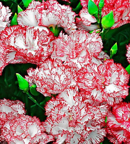 Semillas de flores de clavel blanco y rojo castaño para siembra, variedad tradicional de alta calidad y sin ingeniería genética, semillas para el jardín doméstico