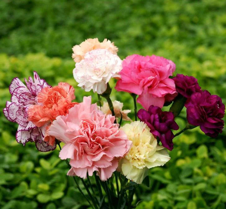 Semillas de claveles rosas para sembrar, aptas para principiantes, variedad tradicional y sin ingeniería genética, semillas para el jardín doméstico