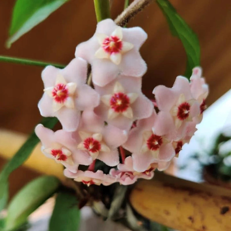 Graines de fleur rose pêche Carnosa pour le jardin, éclatantes, variété traditionnelle et sans OGM, graines pour jardin familial