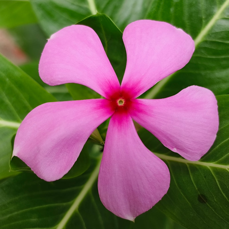 Semillas de vinca rosa Rosea para siembra – tolerante a la semisombra – variedad tradicional y semillas sin ingeniería genética para el jardín doméstico