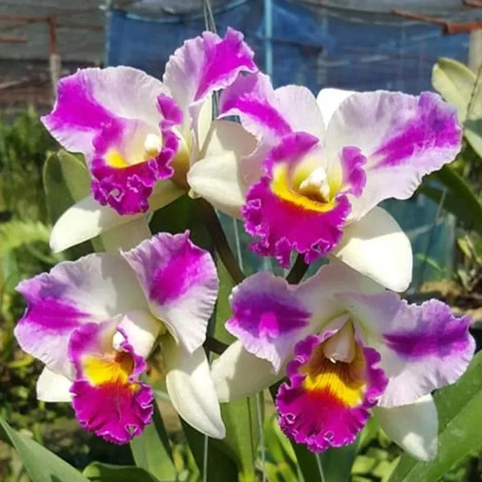 Weiß and rot cattleya samen for anpflanzung