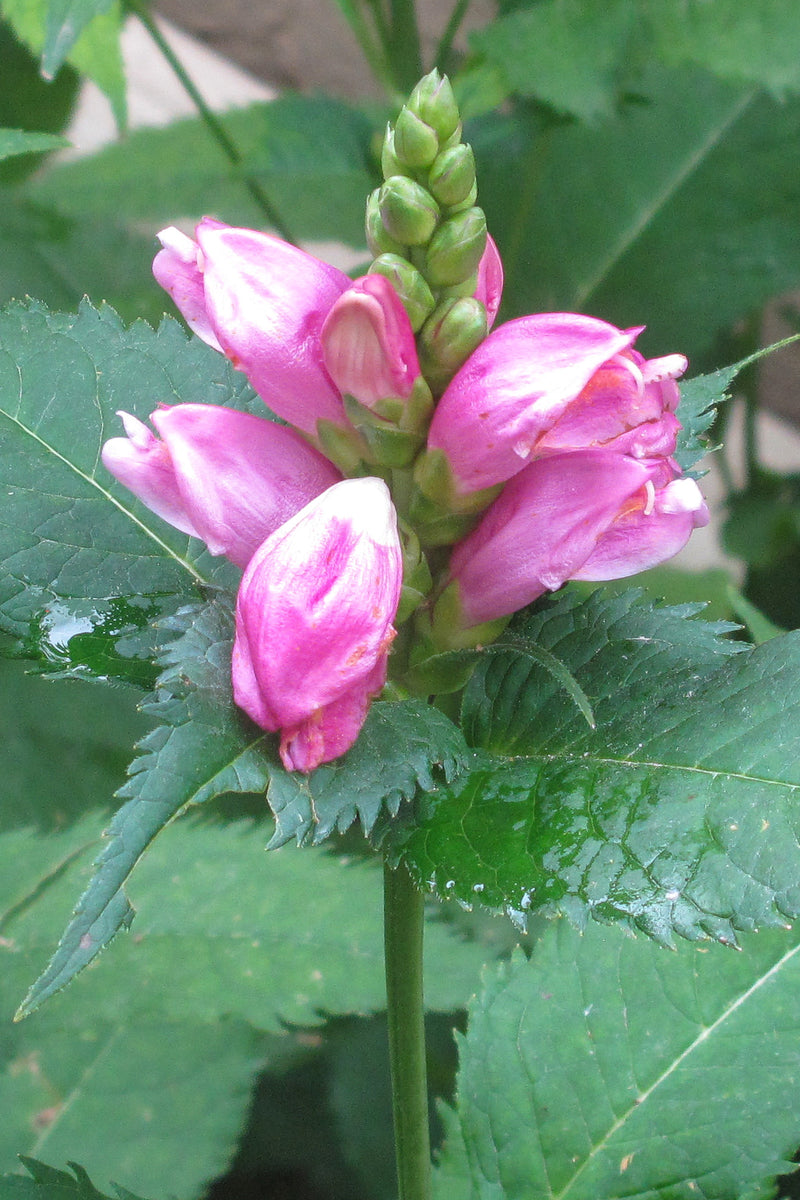Semillas de Turtlehead blancas, duraderas y resistentes, para sembrar: encantadoras exhibiciones de exterior