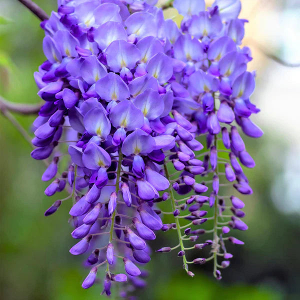 Heirloom lila chinese wisteria blume samen for anpflanzung premium quality heirloom & gmo free samen for home garten
sale for anpflanzung in home garten