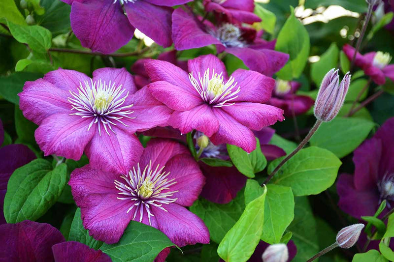 Semillas de clemátide para sembrar – temporada de floración prolongada – variedad tradicional y semillas sin ingeniería genética para el jardín doméstico