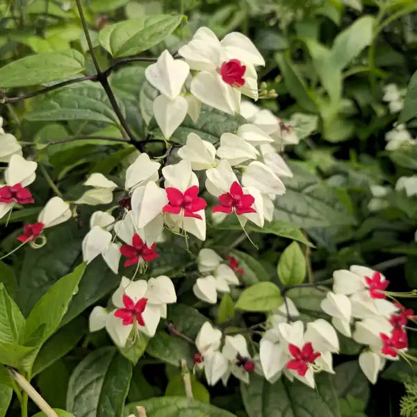 Clerodendrum thomsoniae blanco, colgante, semillas de flores para siembra, flores brillantes, variedad tradicional y sin transgénicos, semillas para jardín doméstico