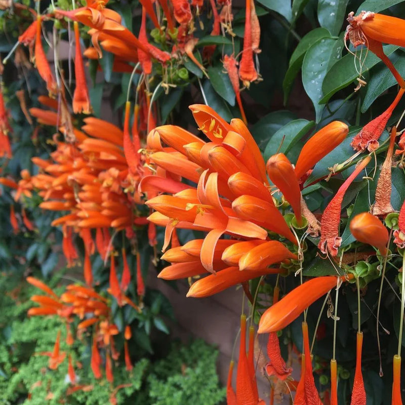 Graines de Pyrostegia venusta rouges à semer, longue saison de floraison, variété traditionnelle et sans OGM, graines pour jardin familial