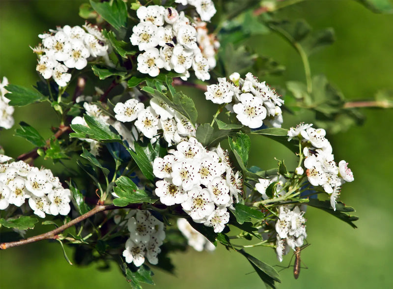 Graines de Crataegus blanc à semer