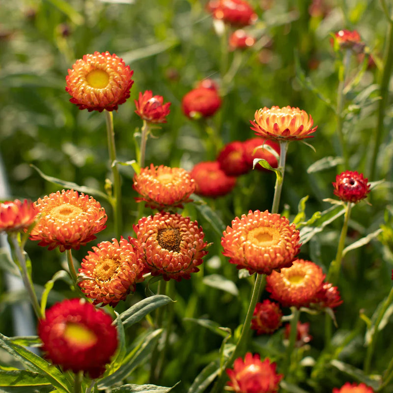 Rot gelb strawflower samen anpflanzung dried blooms blume