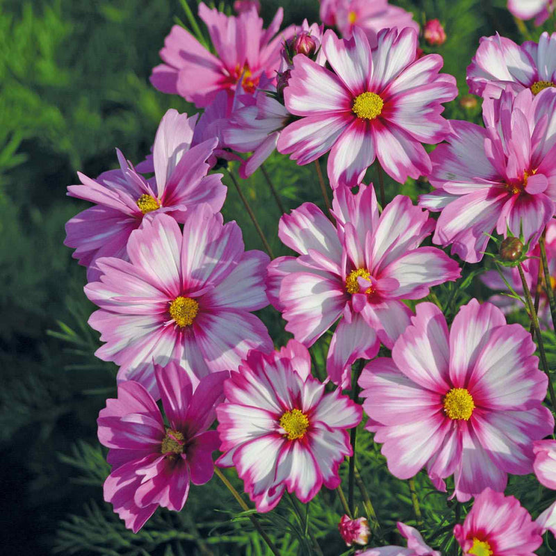 Graines de fleurs Univalve roses et blanches à semer – culture – variété traditionnelle et sans OGM, graines pour jardin familial