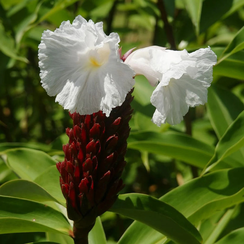 Semillas de flores de Costus barbatus, variedad tradicional, para siembra, tolerante a la semisombra, variedad tradicional y sin ingeniería genética, semillas para el jardín doméstico