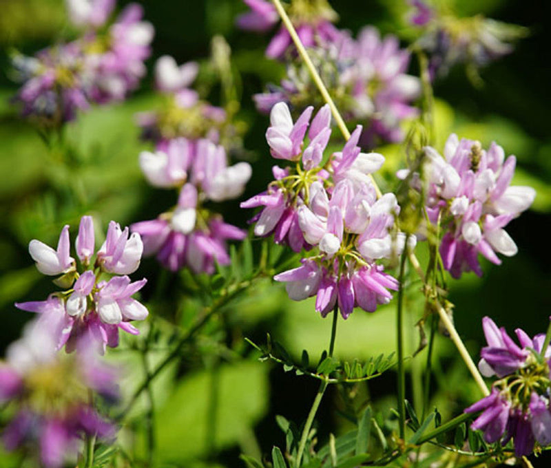 Vetch coronilla blume samen for anpflanzung seasonal bloomer heirloom & gmo free samen for home garten
sale samen for home garten anpflanzung