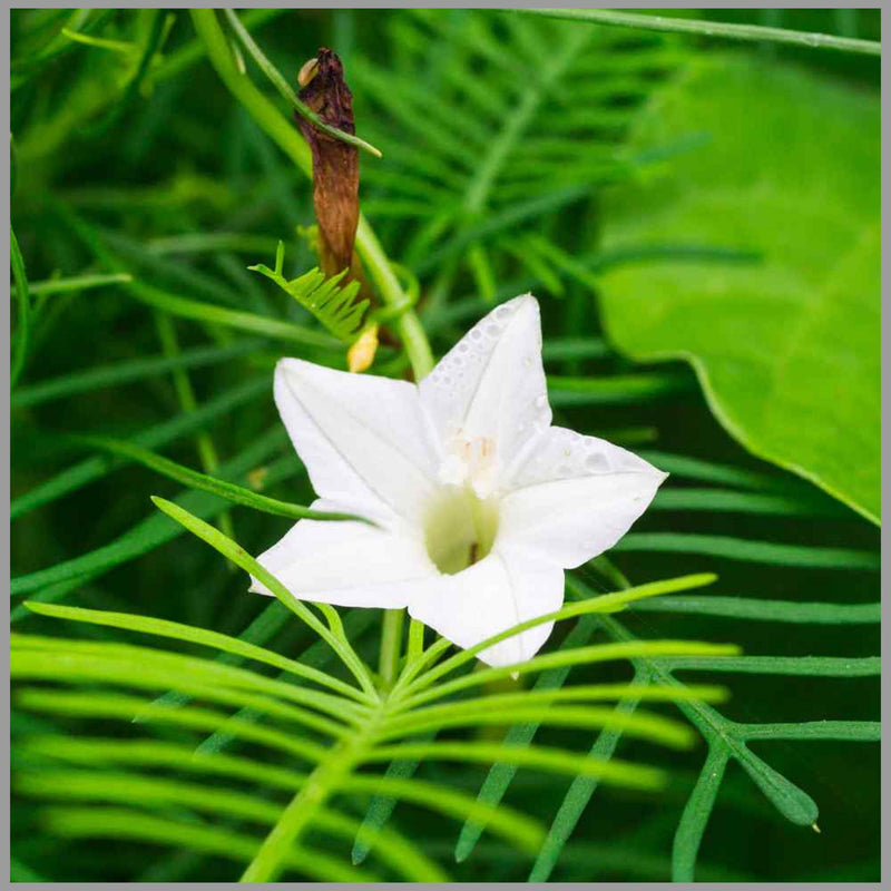 Weiß cryptolepis blume samen for anpflanzung
