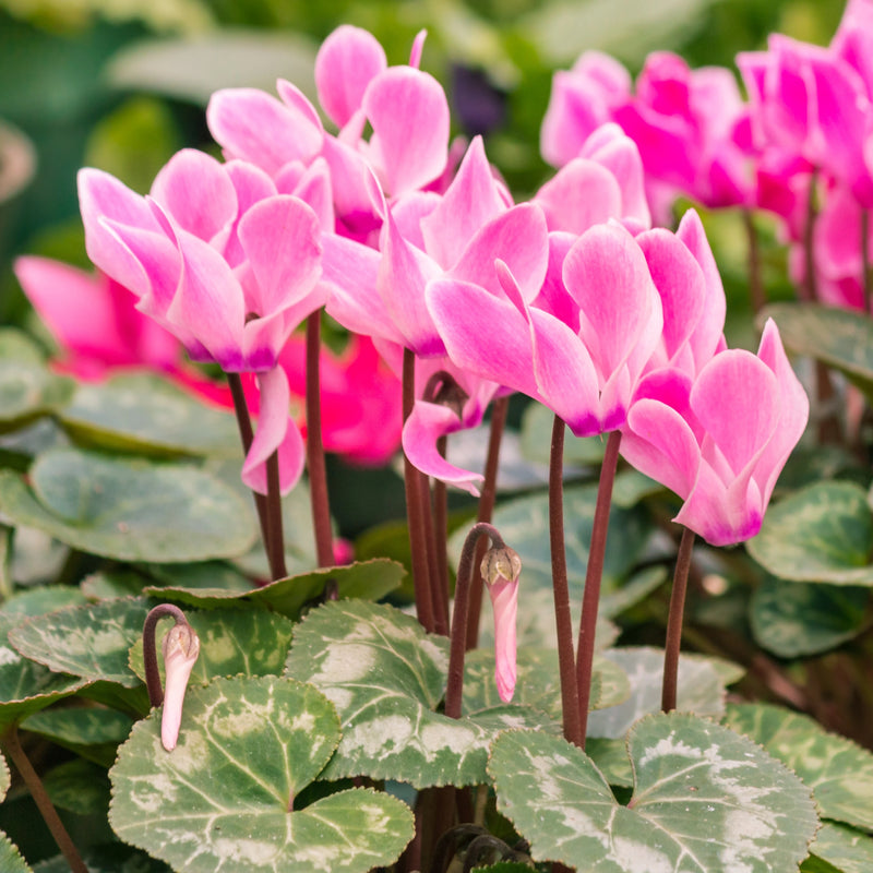 Semillas de ciclamen rosa pálido para sembrar – tolera la semisombra – variedad tradicional y semillas no modificadas genéticamente para jardín doméstico