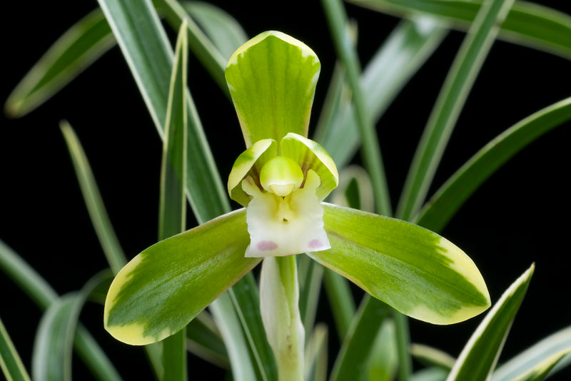Semillas de Cymbidium, Maxillaria y Goeringii verde delicado para sembrar, favorables para los polinizadores, variedad tradicional y sin transgénicos, semillas para el jardín doméstico