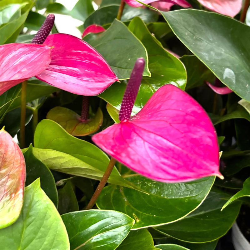 Graines d’anthurium rose à semer, favorable aux pollinisateurs, variété traditionnelle et sans OGM, graines pour jardin familial