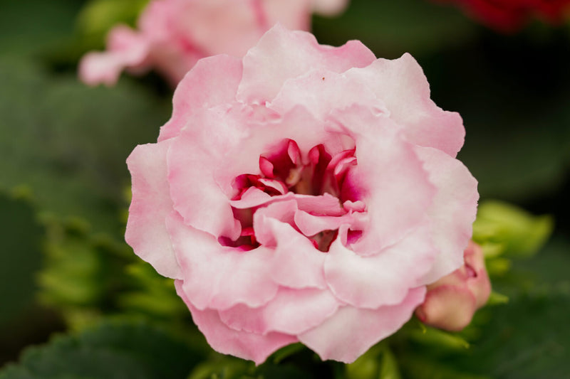 Semillas de Gloxinia blancas y rosas para siembra