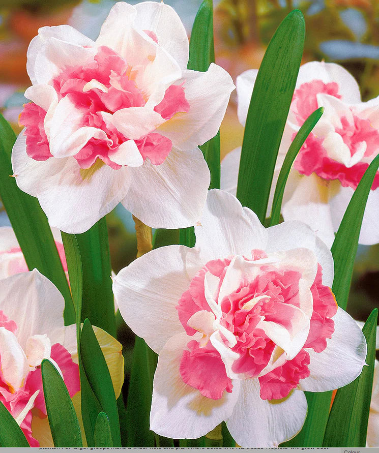 Rose, à fleurs doubles, pétales de narcisse, narcisse, graines à semer, populaire au jardin, variété traditionnelle et sans OGM, graines pour jardin familial