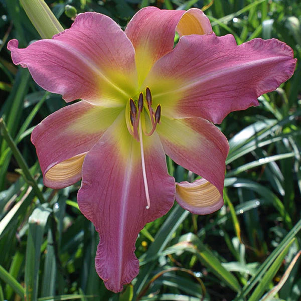 Semillas de flores de Hemerocallis rosa para sembrar, floración perenne de temporada, variedad tradicional y sin organismos modificados genéticamente, semillas para jardín doméstico