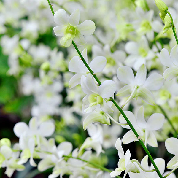 Weiß dendrobium samen for anpflanzung
