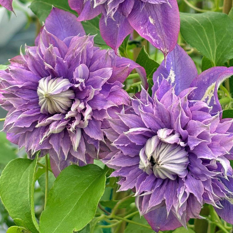 Clematis (clematis blume) samen for anpflanzung in home garten