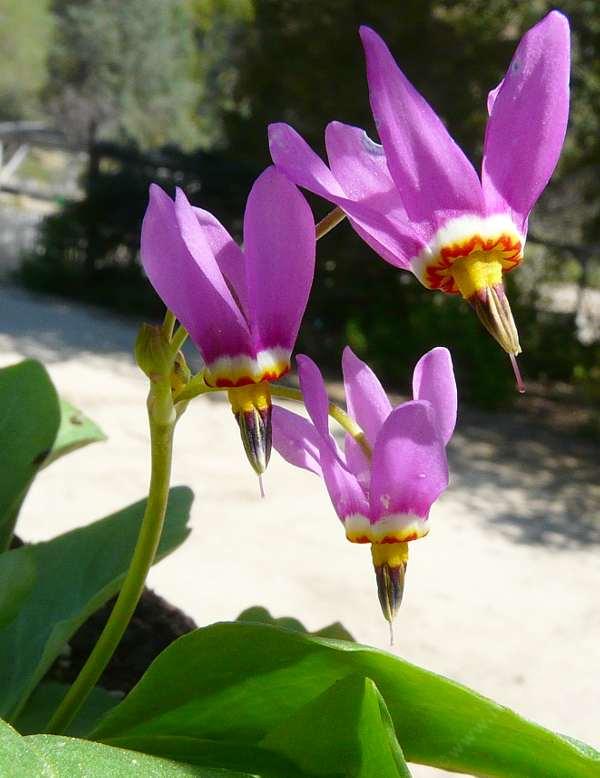 Rosa weiß dodecatheon samen for anpflanzung