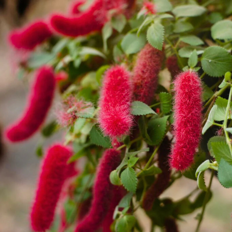 Semillas de flores rosas de Acalypha chenille para sembrar – respetuosas con los polinizadores – variedad tradicional y semillas sin OGM para el jardín doméstico