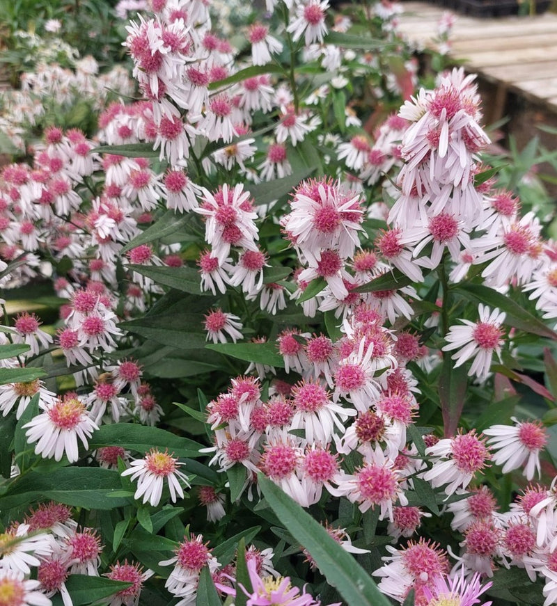 Semillas de flores de rosa blanca Lateriflorus para siembra en el jardín
